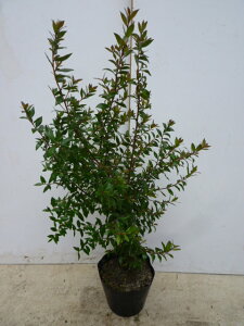MoCJ 0.5mO 15cm|bg ~ ΂ }[g_ c c A  _ Ԃyޖ ĂɉԂ炩AؓW _ ډB 1{iȃZbg̔܂j