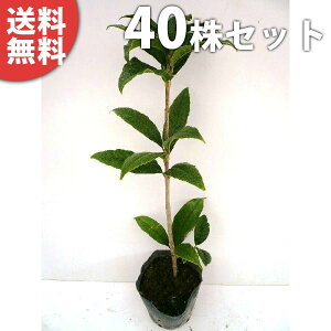 植木 盆栽 金木犀の人気商品 通販 価格比較 価格 Com