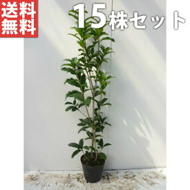楽天市場 金木犀 庭木の通販