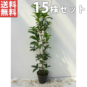 y15{Zbgz LNZC 0.3mO 15cm|bg ؍  c c A  _ _ V{c[ Ύ