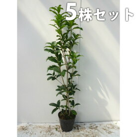 楽天市場 常緑樹 白い花の通販