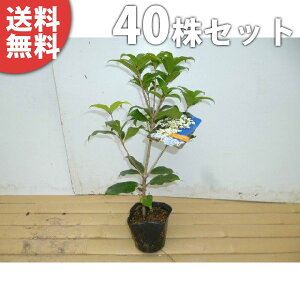 y40{Zbgz MNZC 0.3mO 10.5cm|bg c c ؍  A  _ V{c[ Ύ