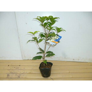 MNZC 0.3mO 10.5cm|bg c c ؍  A  _ V{c[ Ύ 1{iȃZbg̔܂j