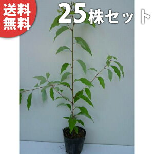 y25{Zbgz NXmL 0.3mO 10.5cm|bg ̂  ̖ c c A  _ V{c[ Ύ