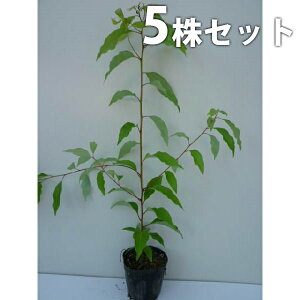 y5{Zbgz NXmL 0.3mO 10.5cm|bg ̂  ̖ c c A  _ V{c[ Ύ