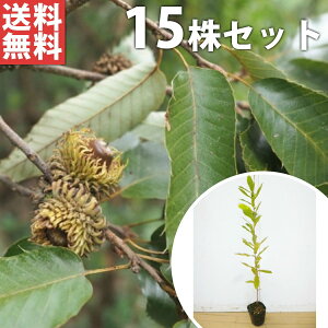 y15{Zbgz NkM 0.5mO 10.5cm|bg ʂ  J c c A  _ V{c[ t