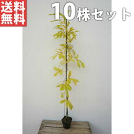 ■送料無料■【10本セット】 クヌギ 樹高0.8m前後 10.5cmポット くぬぎ 椚 櫟 苗木 苗 植木 庭木 生け垣 …