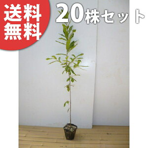 y20{Zbgz NkM 0.8mO 10.5cm|bg ʂ  J c c A  _ V{c[ t