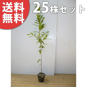 y25{Zbgz NkM 0.8mO 10.5cm|bg ʂ  J c c A  _ V{c[ t