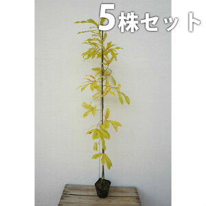 y5{Zbgz NkM 0.8mO 10.5cm|bg ʂ  J c c A  _ V{c[ t