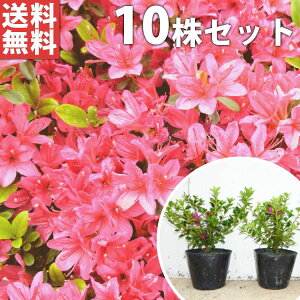 y10{Zbgz NccW(ԁj 0.25mO 13.5cm|bg văccW  c c A  _ Ԃyޖ tɉԂ炩AؓW