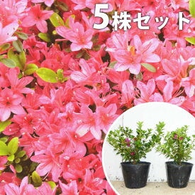 楽天市場 ツツジ 赤の通販