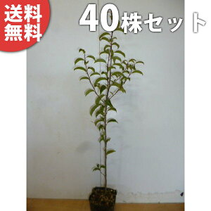 y40{Zbgz NKl` 0.5mO 10.5cm|bg 낪˂ ciYَj c c A  _ V{c[ Ύ