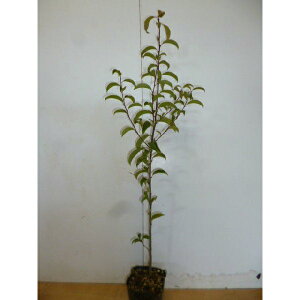 NKl` 0.5mO 10.5cm|bg 낪˂ ciYَj c c A  _ V{c[ Ύ 1{iȃZbg̔܂j