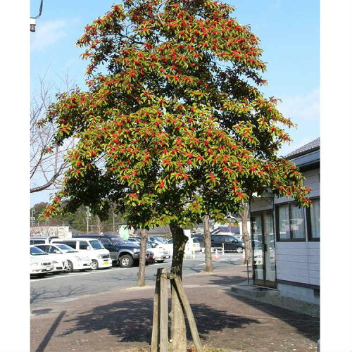 楽天市場 クロガネモチ 樹高0 4m前後 10 5cmポット くろがねもち 実生苗 雄雌混合 苗木 植木 苗 庭木 生け垣 シンボルツリー 常緑樹 お得なセット販売もございます 季の香 きのか