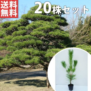 y20{Zbgz N}c 0.5mO 10.5cm|bg  ܂ c c ̖ A  _ V{c[ Ύ
