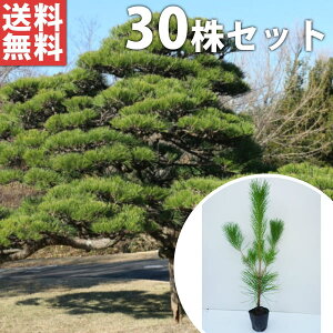 y30{Zbgz N}c 0.5mO 10.5cm|bg  ܂ c c ̖ A  _ V{c[ Ύ