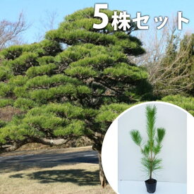 楽天市場 庭木 松の通販