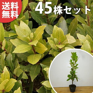 y45{Zbgz QbPCW 0.2mO 10.5cm|bg j c [Gt̍V{c[ c A  _ _ V{c[ Ύ n[u _ ډB