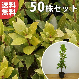 ハーブ 苗 植木 盆栽の人気商品 通販 価格比較 価格 Com