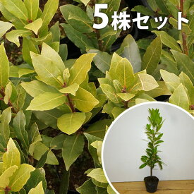 楽天市場 シンボルツリー 月桂樹の通販