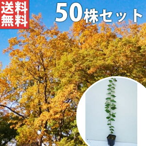 ケヤキ 盆栽 植木の人気商品 通販 価格比較 価格 Com