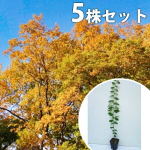 y5{Zbgz PL 0.5mO 10.5cm|bg ₫ O c c A  _ V{c[ t