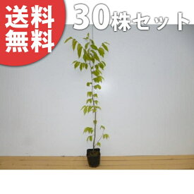 ■送料無料■【30本セット】 ケヤキ 樹高0.8m前後 10.5cmポット けやき 欅 苗木 苗 植木 庭木 生け垣 シンボルツリー 落葉樹