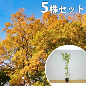 y5{Zbgz PL 0.8mO 10.5cm|bg ₫ O c c A  _ V{c[ t