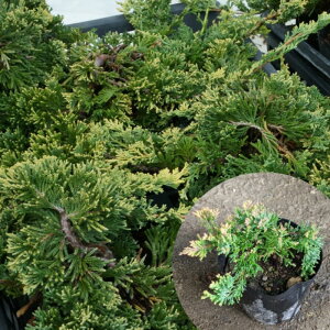 コニファー 盆栽 植木の人気商品 通販 価格比較 価格 Com