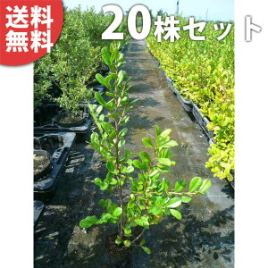 y20{Zbgz n}qTJL 0.2mO 10.5cm|bg c c A  _ Ԃyޖ tɉԂ炩AؓW