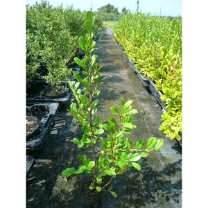 n}qTJL 0.2mO 10.5cm|bg c c A  _ Ԃyޖ tɉԂ炩AؓW 1{iȃZbg̔܂j