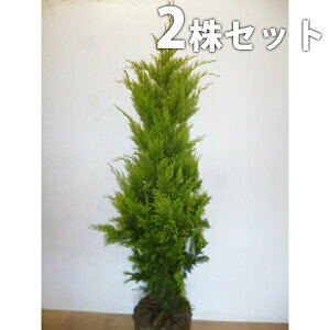 ゴールドライダー 盆栽 植木の人気商品 通販 価格比較 価格 Com ゴールドライダー 盆栽 植木の人気商品 通販 価格比較 価格 Com
