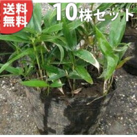 楽天市場 笹 苗の通販