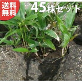 楽天市場 熊笹 花 ガーデン Diy の通販
