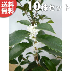 y10{Zbgz qCMNZC 0.2mO 10.5cm|bg c c A  _ V{c[ Ύ