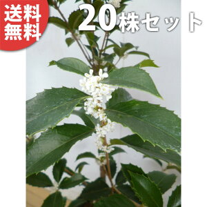 植木 盆栽 ヒイラギの人気商品 通販 価格比較 価格 Com