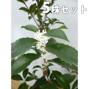 y5{Zbgz qCMNZC 0.2mO 10.5cm|bg c c A  _ V{c[ Ύ
