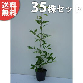 ■送料無料■【35本セット】 コナラ 樹高0.5m前後 10.5cmポット こなら 苗木 苗 植木 庭木 生け垣 シンボルツリー 落葉樹