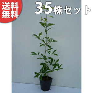 y35{Zbgz Ri 0.25mO 10.5cm|bg Ȃ c c A  _ V{c[ t