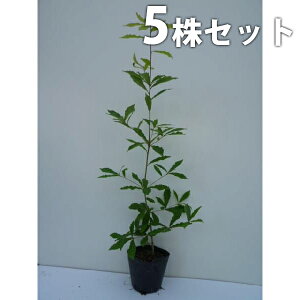 y5{Zbgz Ri 0.5mO 10.5cm|bg Ȃ c c A  _ V{c[ t