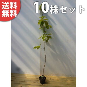 y10{Zbgz Ri 0.8mO 10.5cm|bg Ȃ c c A  _ V{c[ t