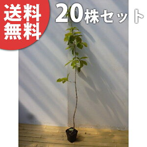 y20{Zbgz Ri 0.5mO 10.5cm|bg Ȃ c c A  _ V{c[ t