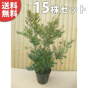 y15{Zbgz LcQ 0.4mO 15cm|bg c c icQj _ A  _ EOhJo[ _ ډB