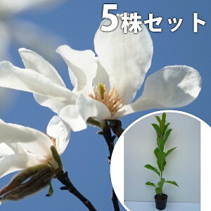 y5{Zbgz RuV 0.3mO 10.5cm|bg Ԃ c c A  _ V{c[ t