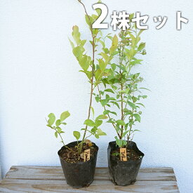 楽天市場 ラビットアイ 品種 ブルーベリーの通販