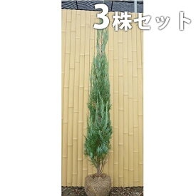 楽天市場 コニファー ブルーエンジェルの通販