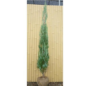 コニファー 盆栽 植木の人気商品 通販 価格比較 価格 Com