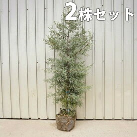 楽天市場 庭木 目隠し 2mの通販