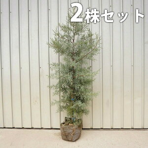 ブルーアイス 盆栽 植木の人気商品 通販 価格比較 価格 Com